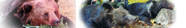 minigaleria osos rumania